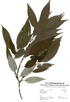 藏品(栓皮樂)的圖片